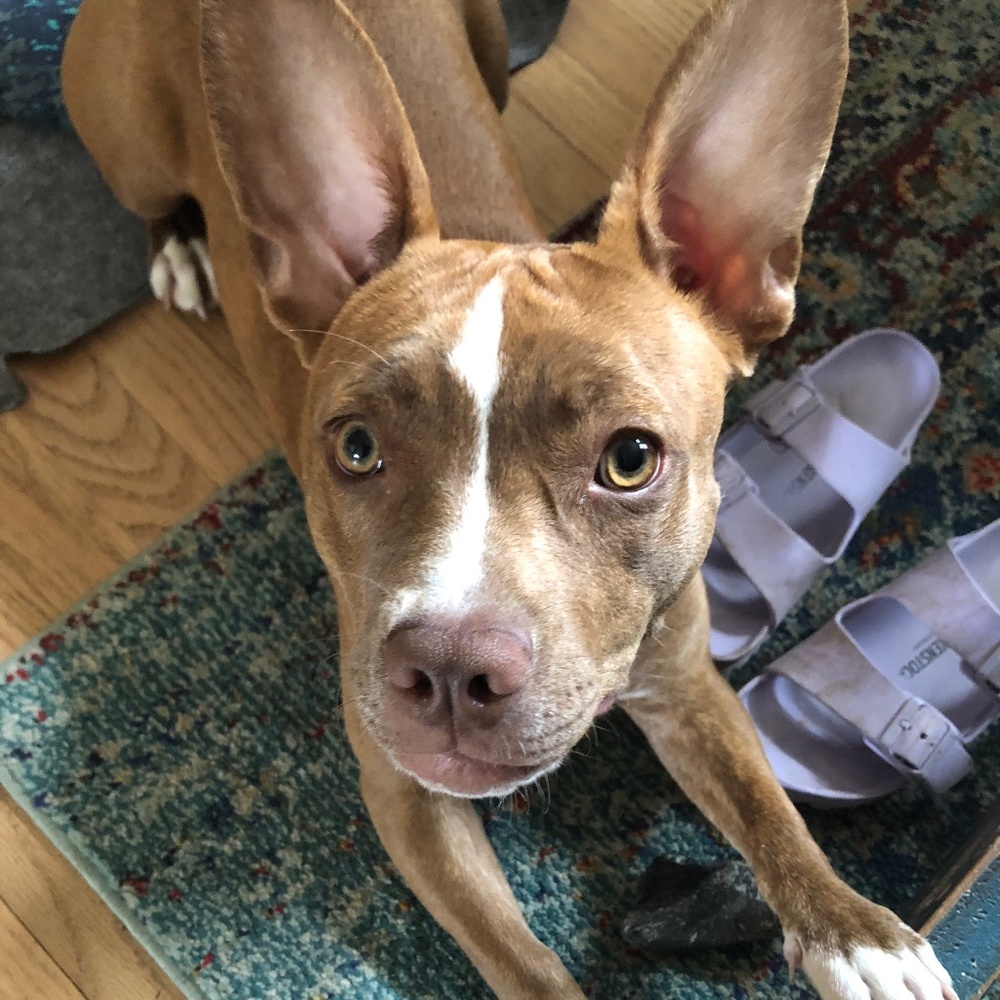 Meet your Posher, Zoe